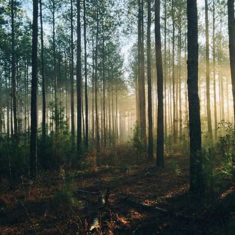Every Sale of Sustainable Products Contributes to Supporting Green Projects